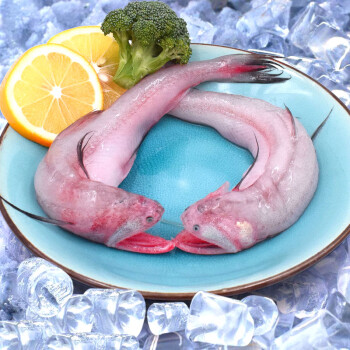 龍頭的魚是什么魚_龍頭魚是什么魚_魚龍頭角