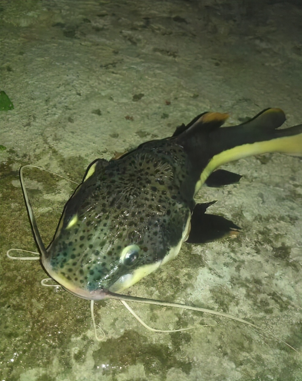 異形魚如何飼養_異形觀賞魚_異形魚l046
