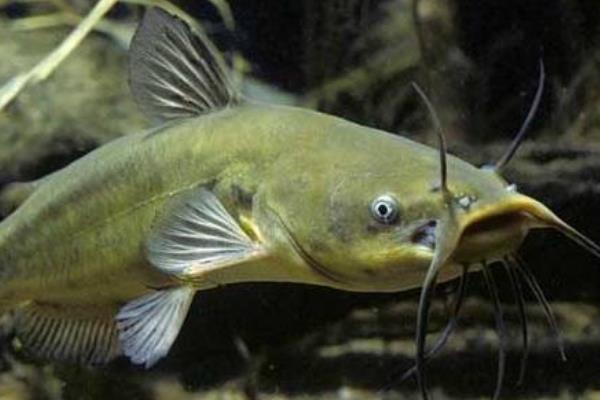 異形魚l046_異形魚如何飼養_異形觀賞魚