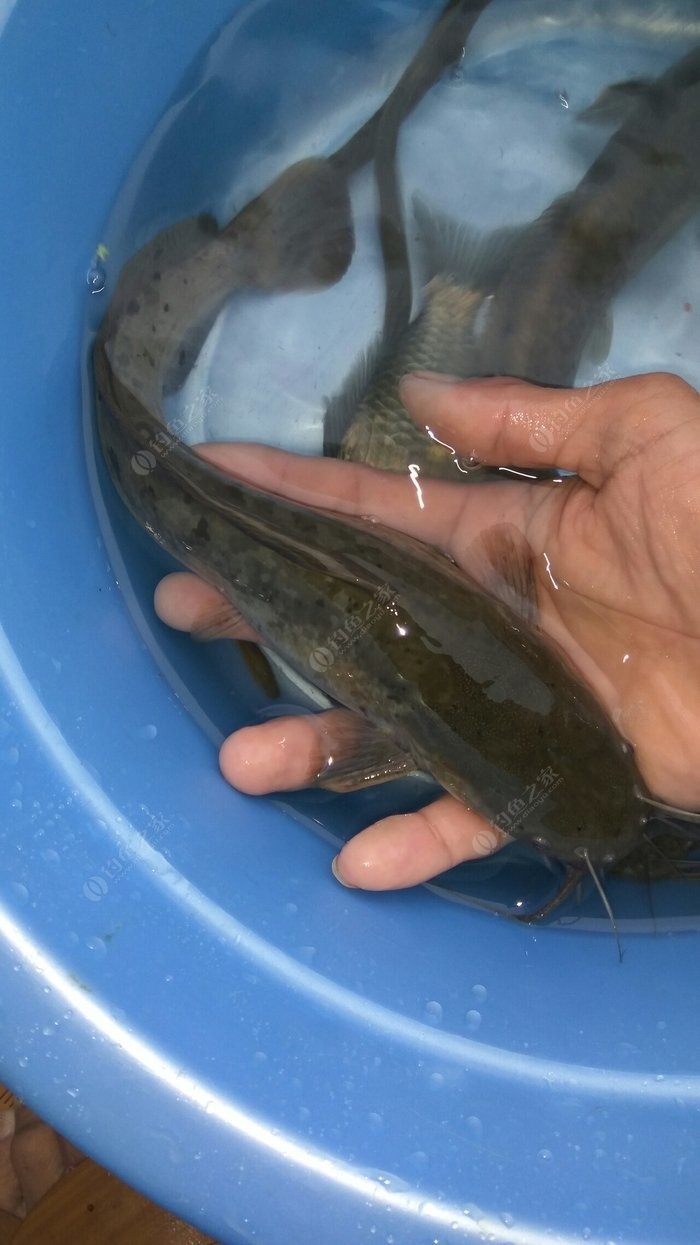 釣視頻大全草魚海竿圖片_釣視頻大全草魚海竿教程_海竿釣草魚視頻大全