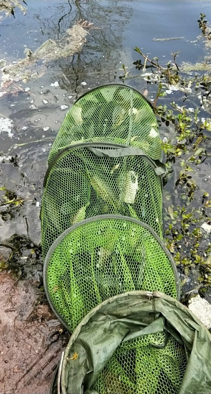 鱖魚多少錢一斤_鱖魚多少錢一斤_鱖魚多少錢一斤