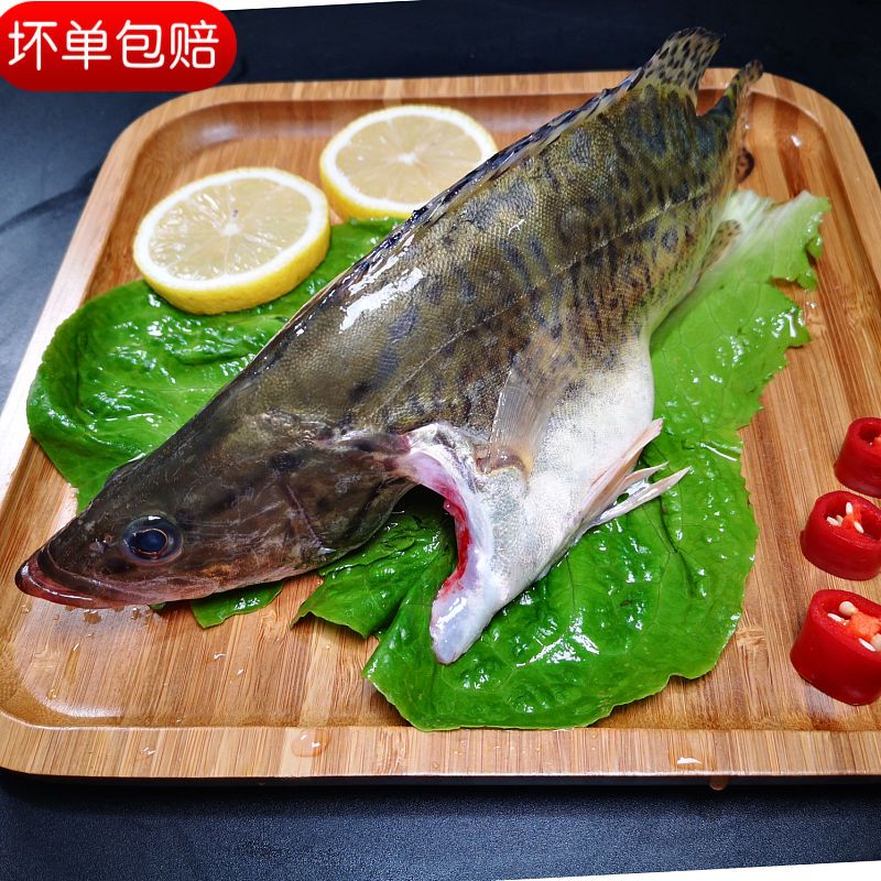 鱖魚多少錢一斤_鱖魚多少錢一斤_鱖魚多少錢一斤