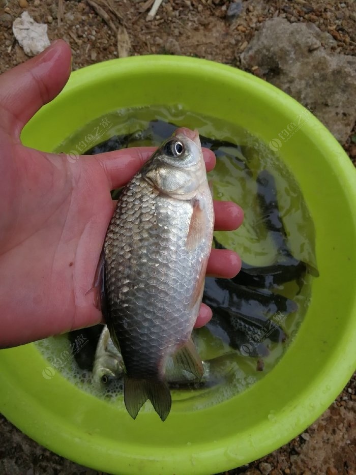 秋季野釣鯽魚餌料配方奶香_釣奶鯽用什么餌料_深秋奶香釣鯽魚好還是腥香好