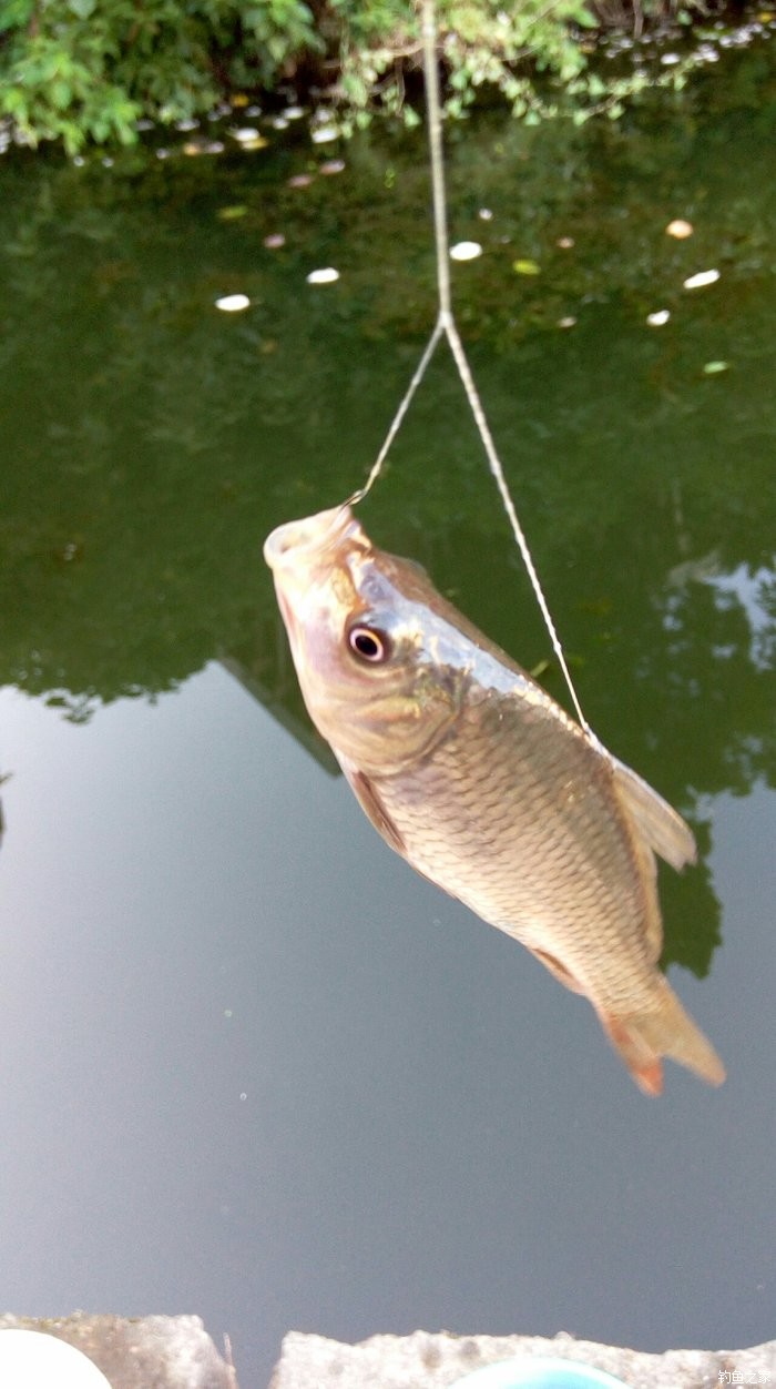 深秋奶香釣鯽魚好還是腥香好_秋季野釣鯽魚餌料配方奶香_釣奶鯽用什么餌料