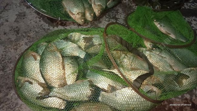 初秋野釣鯽魚的三個實用技巧_初秋鯽魚怎么釣_初秋野釣鯽魚技巧