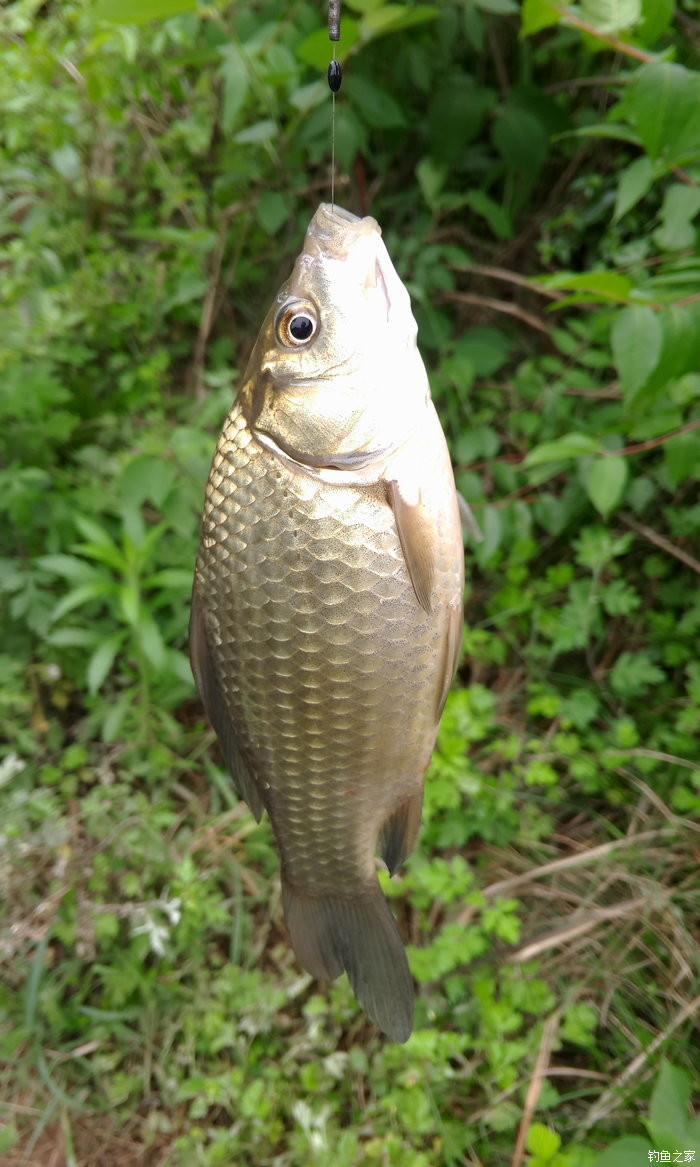 初秋野釣鯽魚的三個實用技巧_初秋野釣鯽魚技巧_初秋鯽魚怎么釣