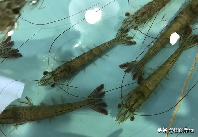 石九公是什么魚_石魚是什么魚_石魚啥意思