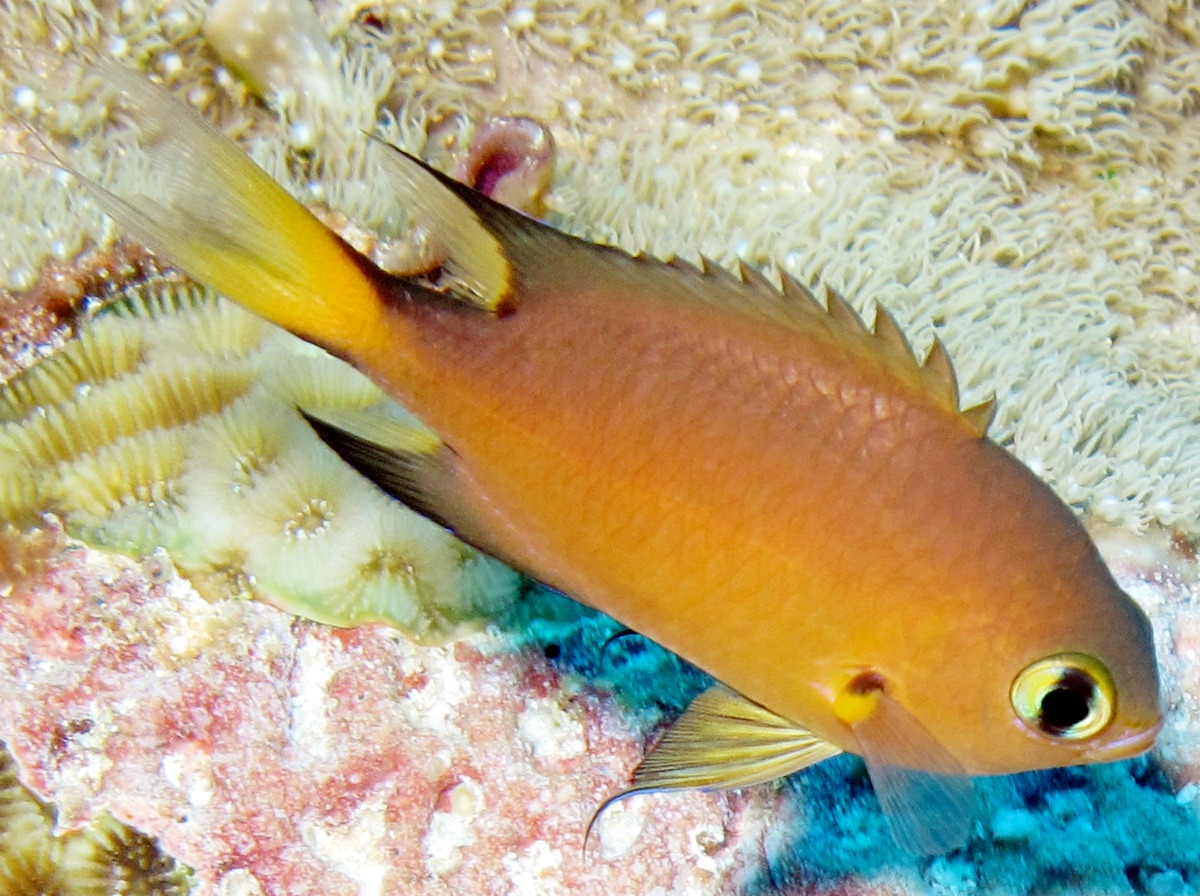 米底在哪里_米底河項目開發_海底米生物