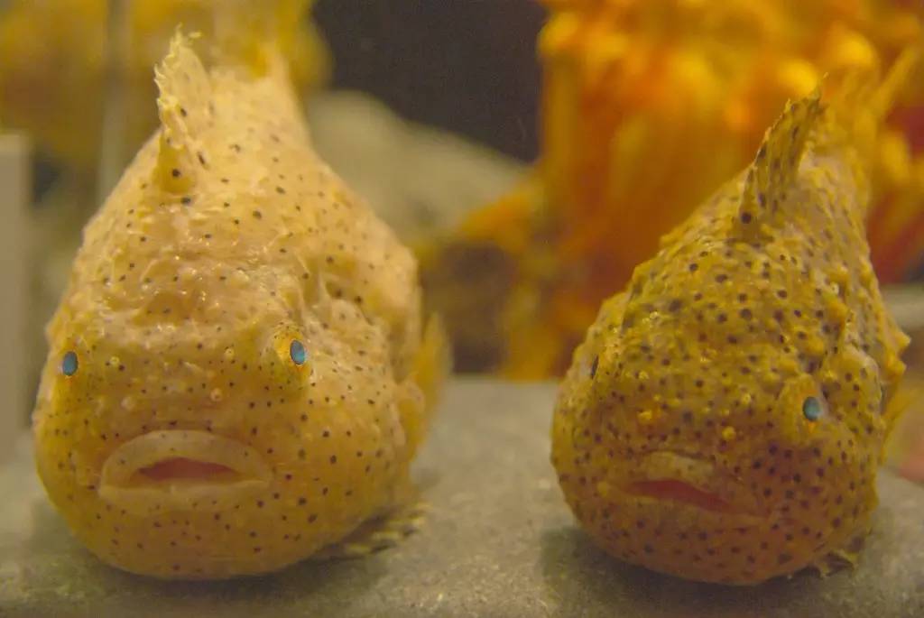 海底米生物_米底在哪里_米底河項目開發
