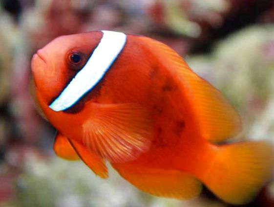 米底河項目開發_海底米生物_米底在哪里