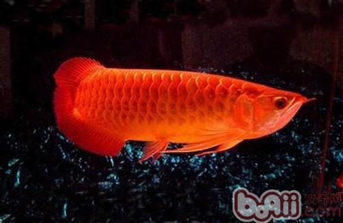 魚形銅錢_魚花錢價格_龍魚價格多少錢一條