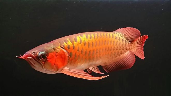 龍魚價格多少錢一條_魚形銅錢_魚花錢價格
