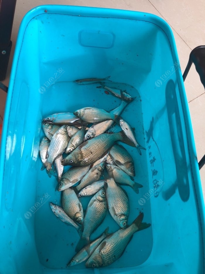 秋季野釣鯽魚餌料配方奶香_深秋奶香釣鯽魚好還是腥香好_釣鯽魚奶香餌料什么餌料好