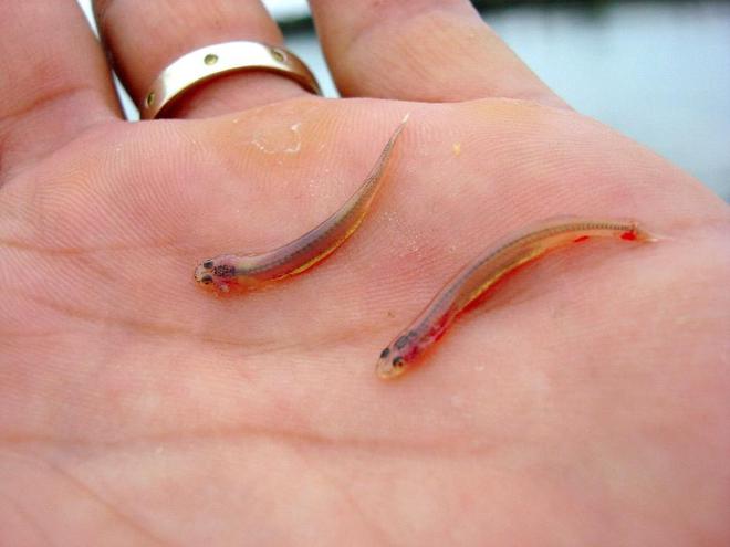 食人魚的天敵是什么魚_食人魚的天敵是什么_食人魚天敵
