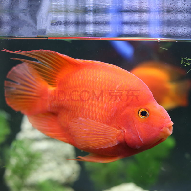 鸚鵡魚值錢嗎_鸚鵡魚多錢一條_鸚鵡魚多少錢一條