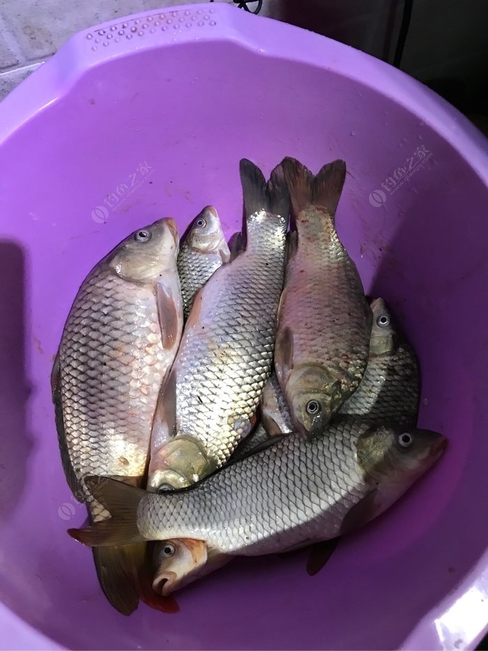 魚鉤伊豆是什么意思_伊豆魚鉤_魚鉤伊豆和伊勢尼有什么區別