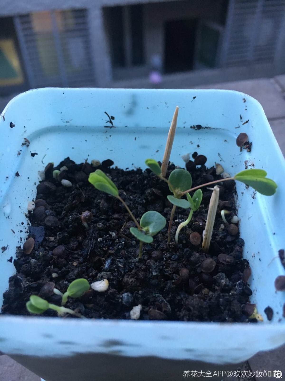 有心栽花花不活_歌詞有心栽花花不開_有心養花花不活