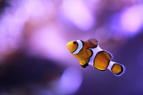 帶魚的魚鱗刮好還是不刮好_帶魚鱗片怎么刮_刮好魚鱗帶魚怎么保存