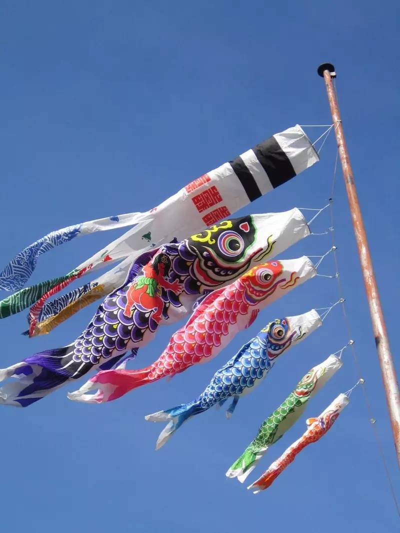 鯉魚旗來自中國_鯉魚旗中國的_中國鯉魚旗長什么樣