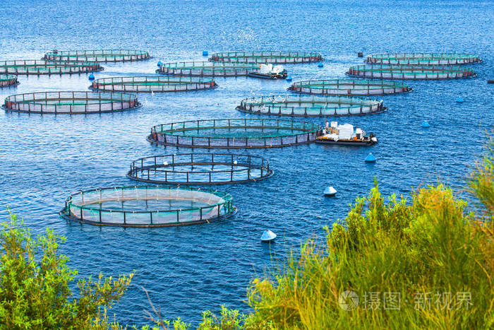 鱸魚產于哪里_鱸魚產于哪里_鱸魚產于哪里