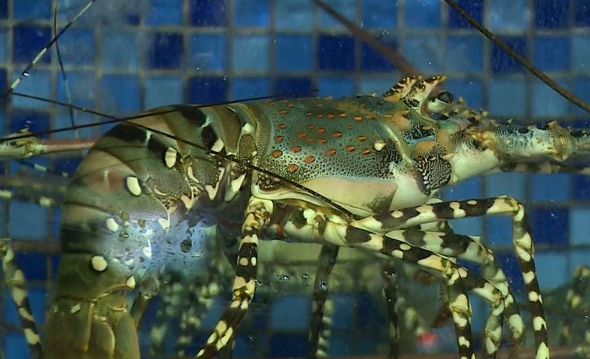帶魚多少錢一斤_帶魚多少錢一斤_帶魚多少錢一斤