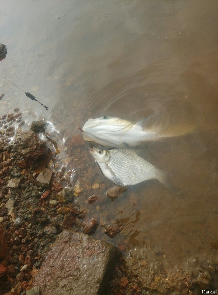 鯽魚好野釣調漂好釣嗎_釣鯽魚調什么漂好_野釣鯽魚怎么調漂最好