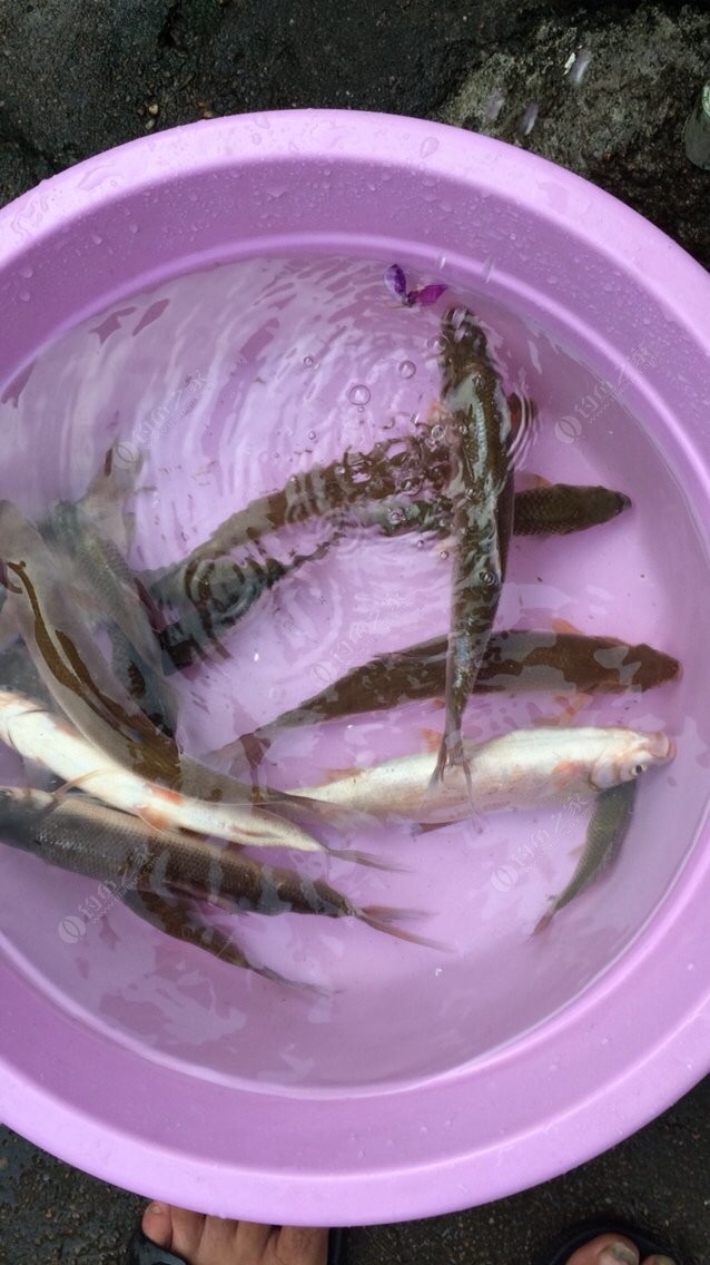 釣草魚視頻野釣直播視頻_釣草魚視頻直播間_釣草魚視頻大全集