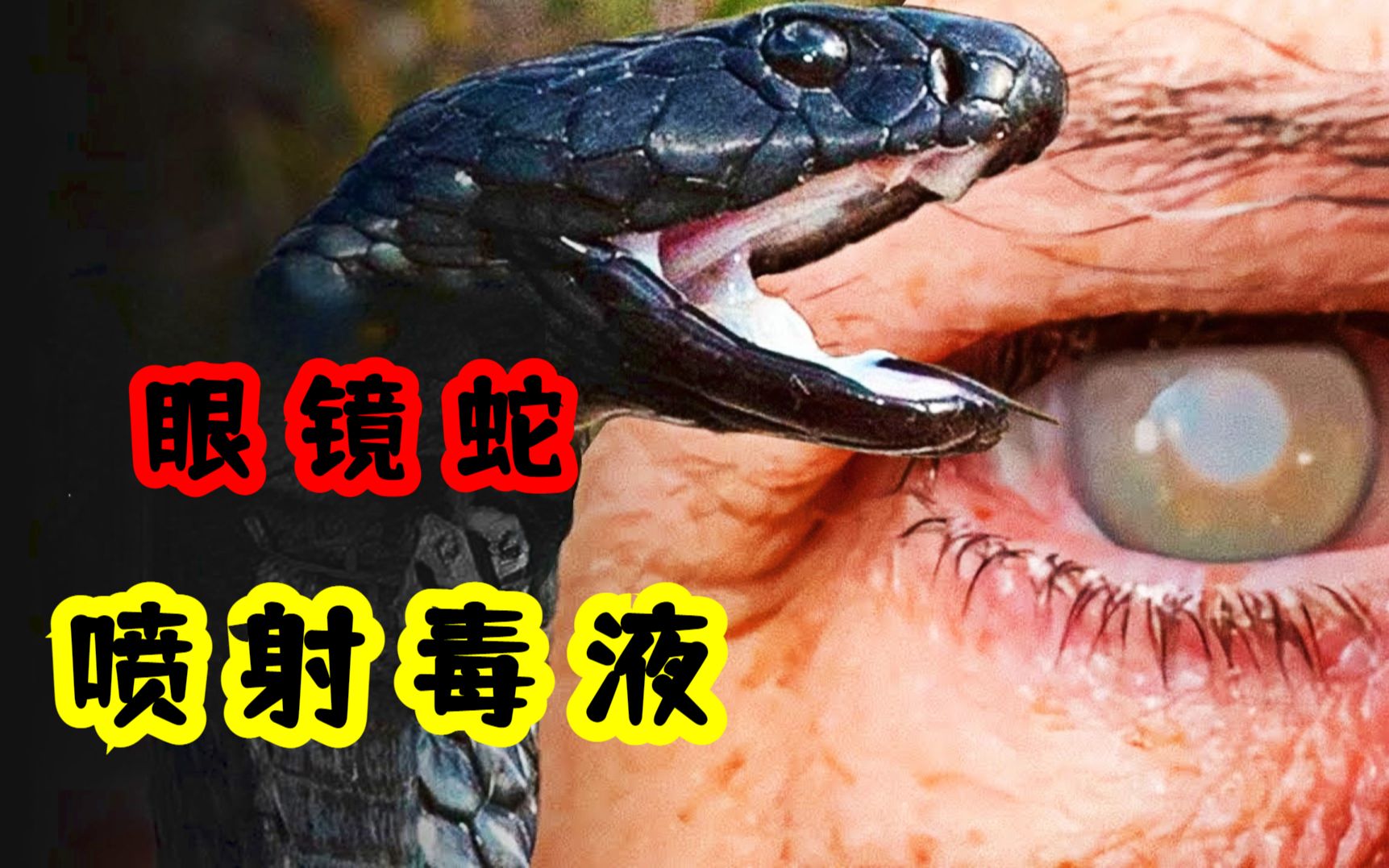 海蟾蜍是什么動物_海蟾蜍是什么動物_海蟾蜍是什么動物