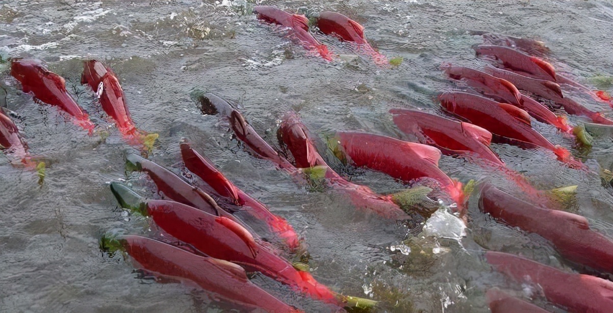 淡水石斑魚貴還是海水石斑魚貴_淡水石斑魚和海水石斑魚_淡水石斑魚和海水石斑魚的區別