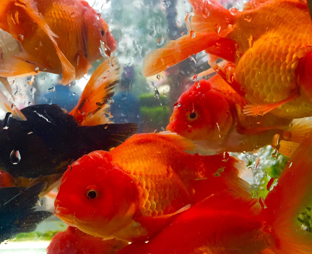 淡水石斑魚貴還是海水石斑魚貴_淡水石斑魚和海水石斑魚的區別_淡水石斑魚和海水石斑魚