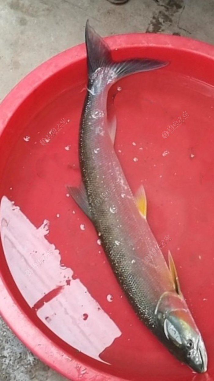 沈陽免費釣魚地點_沈陽免費釣場_沈陽釣魚去哪