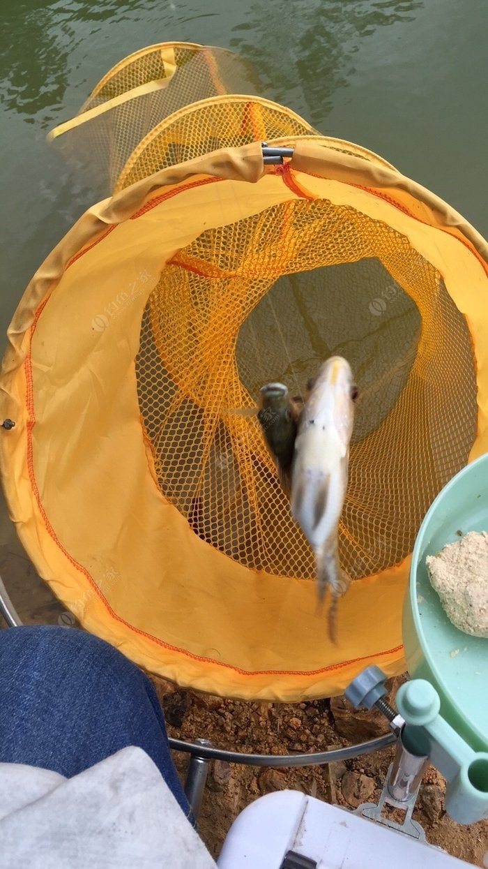 釣鯽魚釣位選擇_野釣鯽魚釣位選擇_野釣鯽魚怎樣選釣位