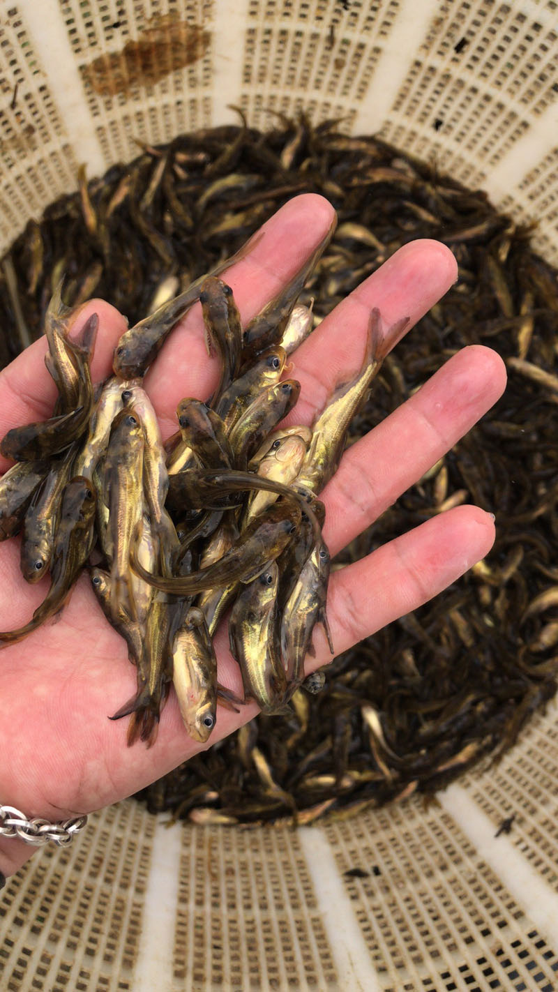 草魚價格最新消息_草魚最新價格市場走勢_草魚價格行情最新價