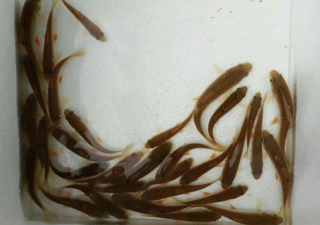 草魚價格最新消息_草魚最新價格市場走勢_草魚價格行情最新價