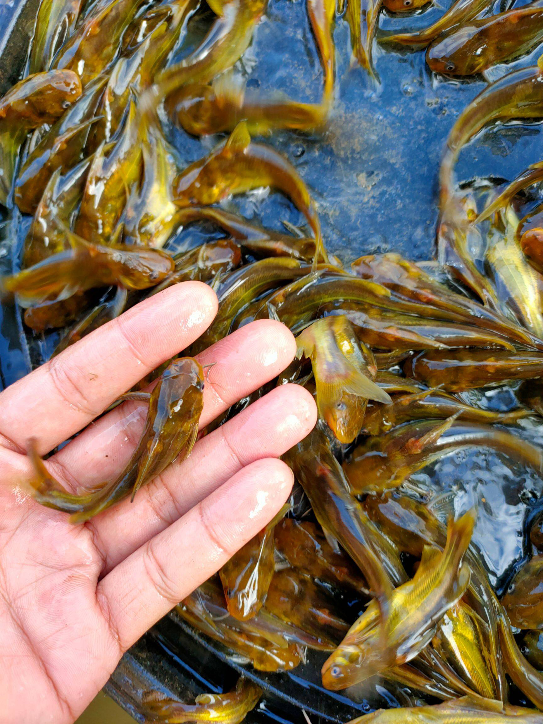 草魚價格行情最新價_草魚最新價格市場走勢_草魚價格最新消息