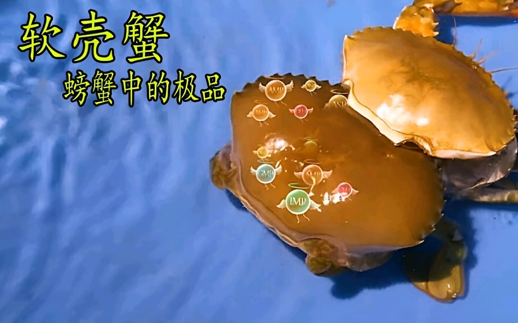 世界上最大的螃蟹_螃蟹世界視頻_世界螃蟹大小排名