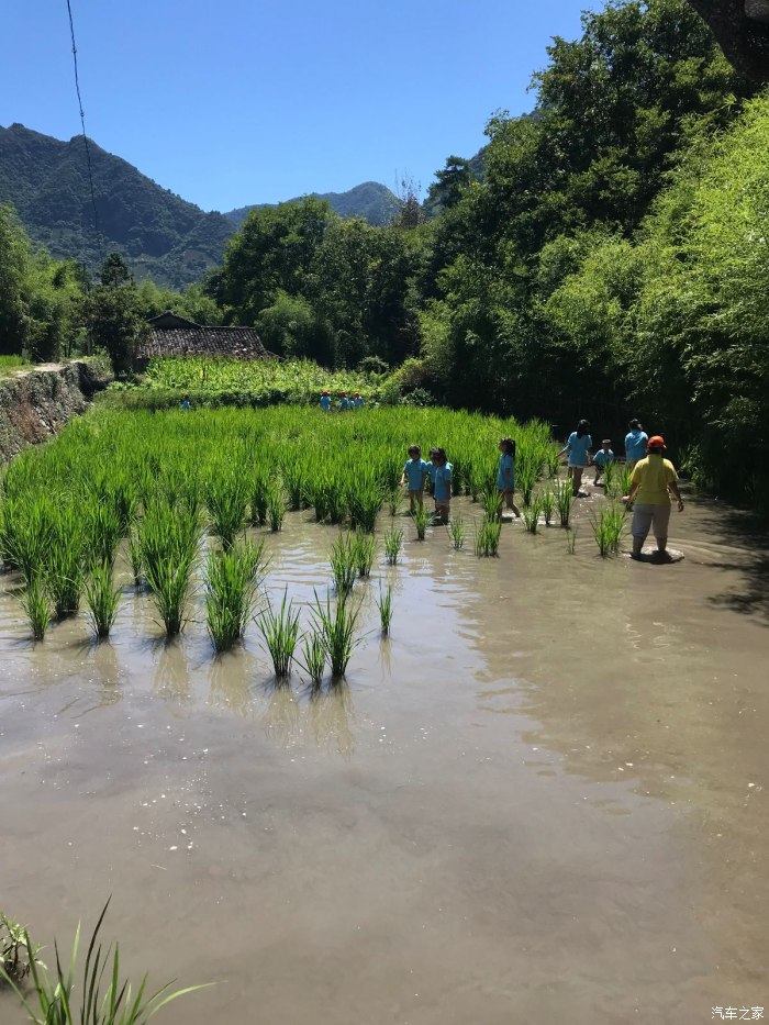 稻花魚百度百科_稻花魚是什么魚種_稻花魚是什么魚