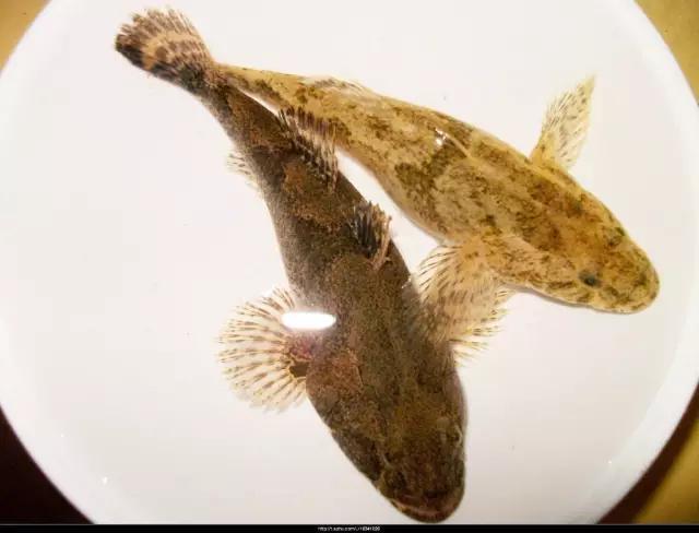 世界上的大鯊魚_世界十大鯊魚排行榜_世界上最大的鯊魚排行榜