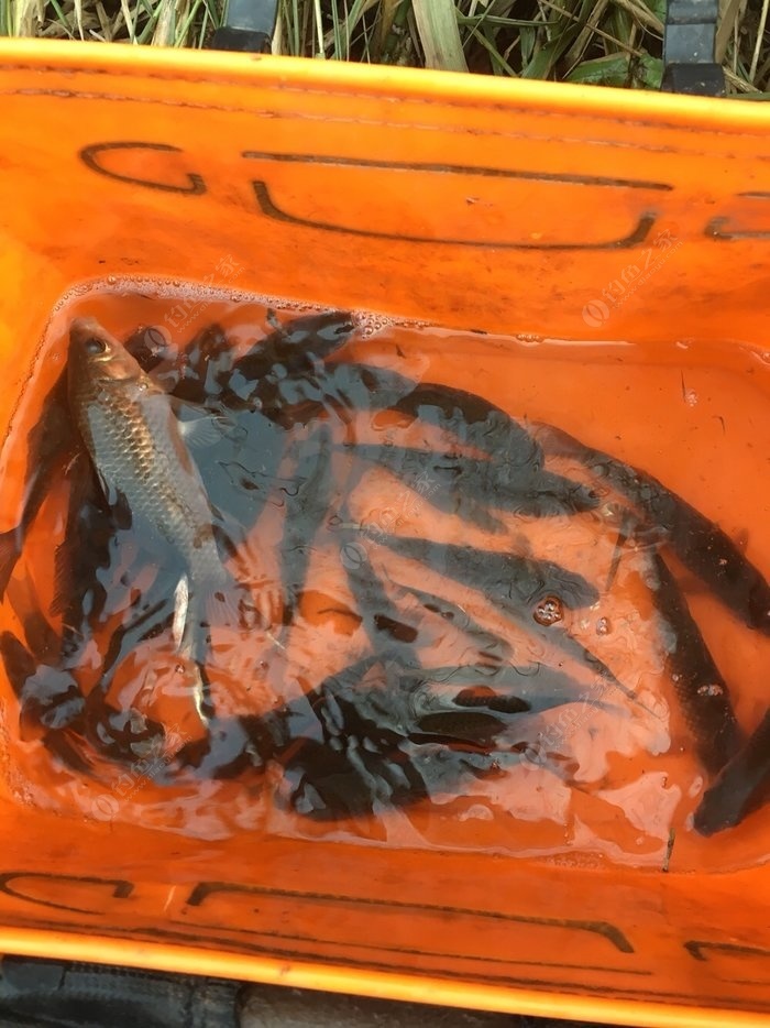 野釣鯽魚怎樣配餌料味型_野釣鯽魚味型如何搭配_鯽魚香味餌料