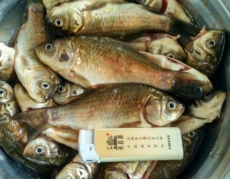 鯽魚餌料好野釣鯽魚嗎_野釣鯽魚什么餌料最好_鯽魚餌料好野釣嗎
