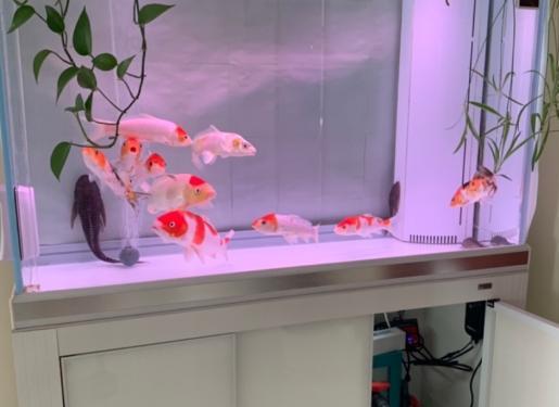 錦鯉魚缸里的水發黃_錦鯉缸水變黃_錦鯉魚缸水發黃的解決辦法