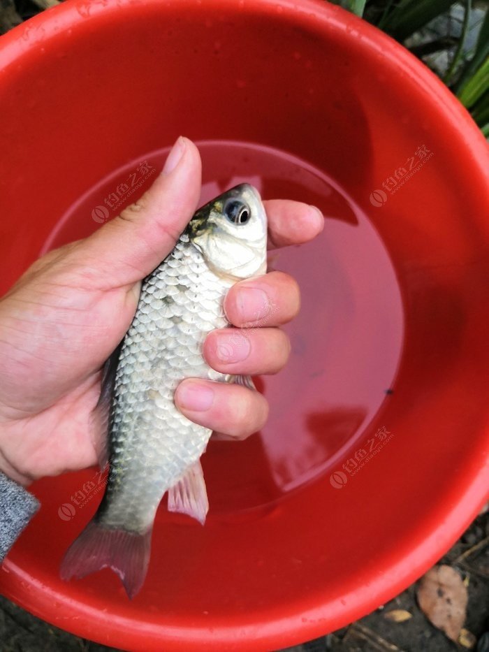 釣魚調漂技巧_釣魚技巧調漂方法圖解_釣魚技巧調漂方法1