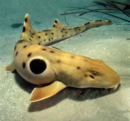 鯊魚世界動畫片_世界上最漂亮的鯊魚是什么鯊_鯊魚世界長什么樣