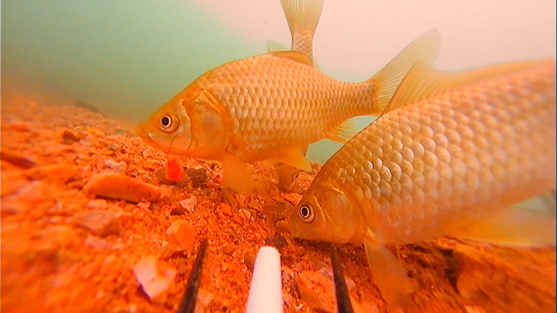 調漂的靈敏度_釣魚調漂靈敏度怎么調_魚漂怎么調最靈敏