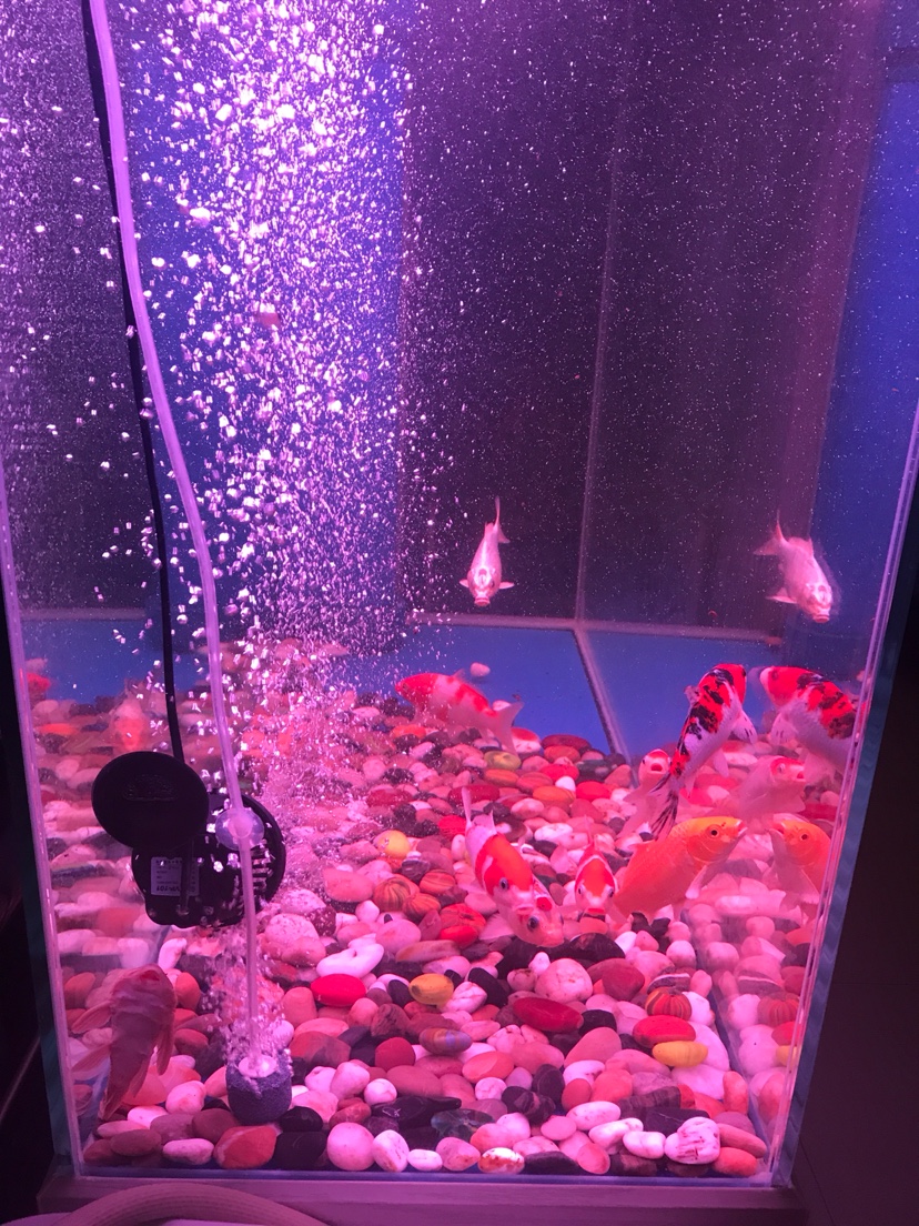 魚缸錦鯉蒙蒙白霧發水怎么辦_錦鯉魚缸水發白霧蒙蒙的_錦鯉魚缸的水有霧一樣