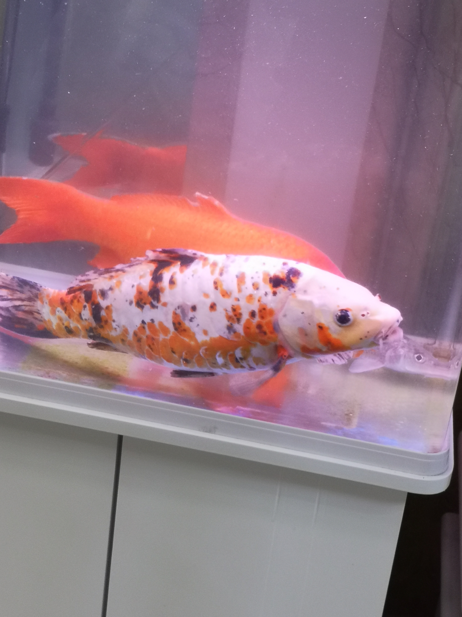 錦鯉魚缸水發白霧蒙蒙的_魚缸錦鯉蒙蒙白霧發水怎么辦_錦鯉魚缸的水有霧一樣
