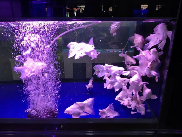 錦鯉魚缸加鹽的正確方法_魚缸加鹽錦鯉正確方法圖解_錦鯉缸里加鹽