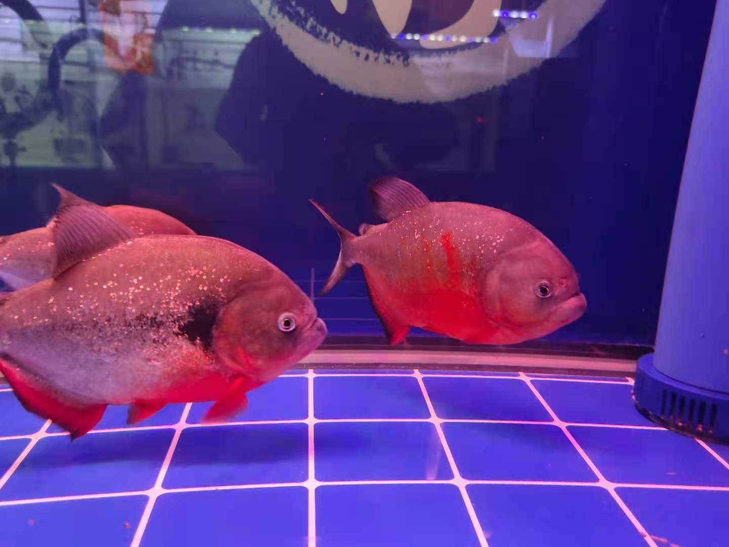 錦鯉魚缸燈用什么顏色最好_魚缸燈錦鯉顏色好用么_魚缸燈錦鯉顏色好用還是不好