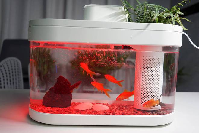 錦鯉魚缸燈用什么顏色最好_魚缸燈錦鯉顏色好用還是不好_魚缸燈錦鯉顏色好用么