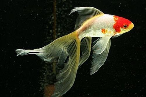 錦鯉魚缸加鹽的正確方法_魚缸錦鯉加鹽有什么用_魚缸加鹽錦鯉正確方法視頻